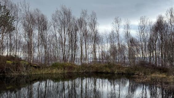 Winter trees reflected in the water in Loch Lomond