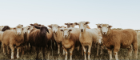 Photo of sheep in front of a pale blue sky