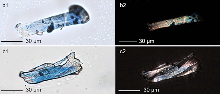 Direct evidence for processing Isatis tinctoria L., a non-nutritional plant, 32–34,000 years ago.