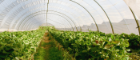 Polytunnel with greenery