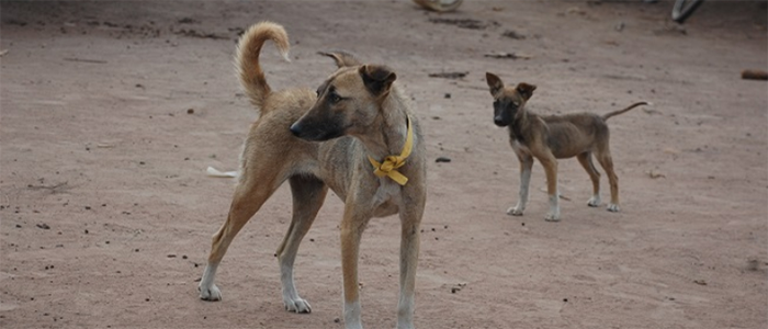 Image of two dogs outdoors in Africa