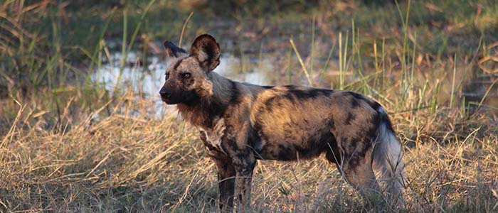 Image of a wild dog in Africa on the plain