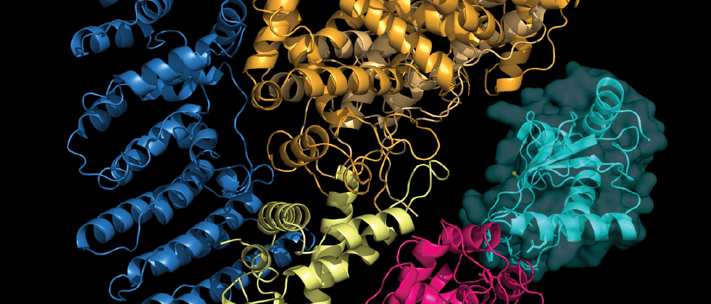 Ribbon structure of RNF214 protein