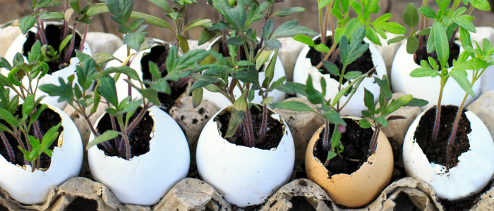 Small plants growing out of egg shells in a carton