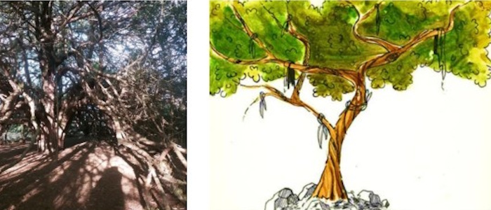 SPMA diss award June 2025 700x300