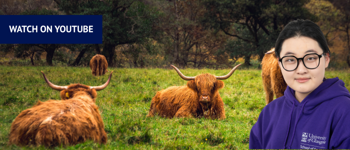 Highland cows lying in the field with headshot of smiling woman