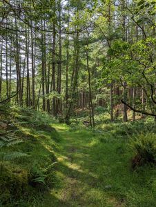 A grassy path through the woods
