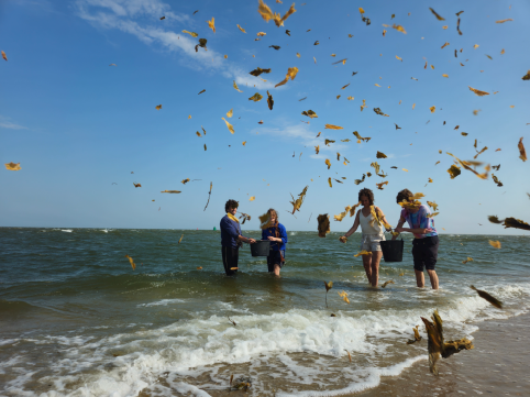 People collect seaweed during a workshop on the Island of Mull