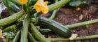 Courgettes