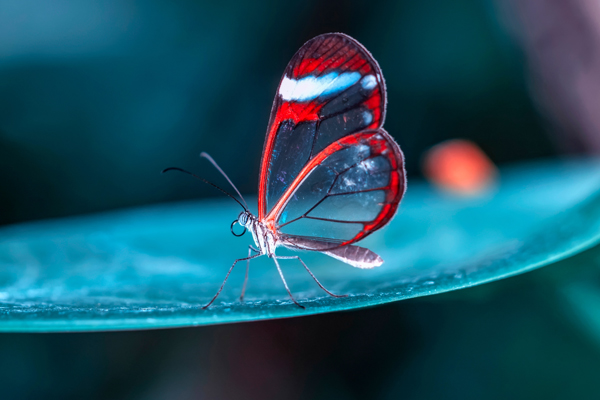 A butterfly on a flower