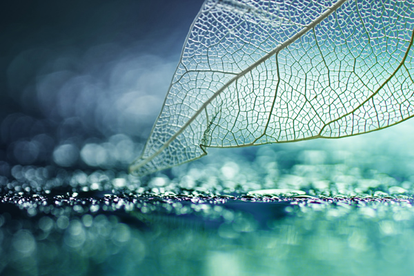 The skeleton of a leaf in close-up