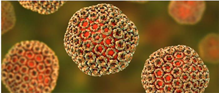 Image of Rift Valley Fever in colour under the microscope