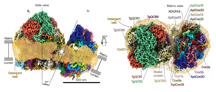 Structure of the T. gondii respiratory supercomplex