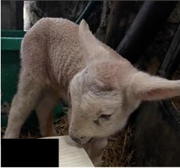 Photo of a lamb at Cochno Farm