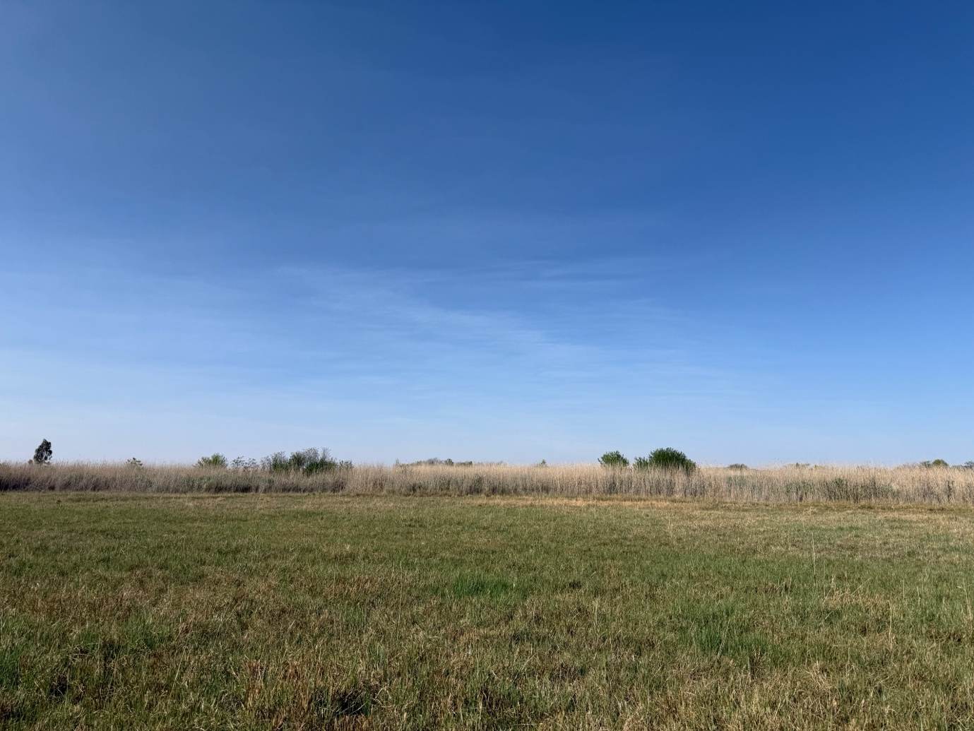 The METSI wetland as seen from the coring point. Photo credit: Alexandra Vasilyeva.