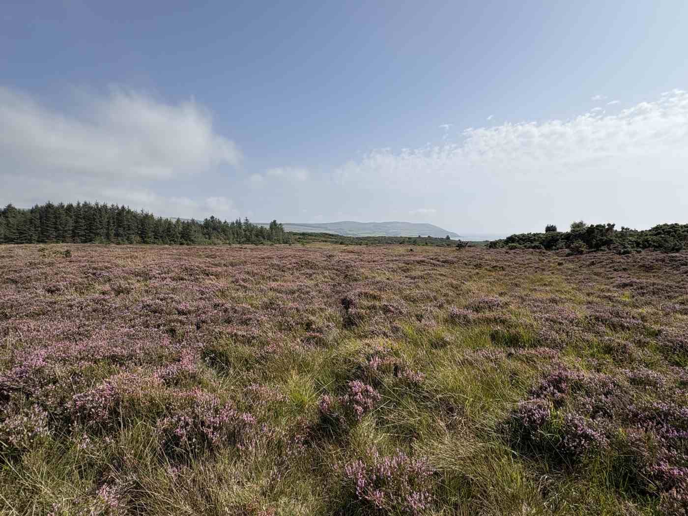 Fig 1 Drumadoon peatland landscape. Photo Henry Chapman
