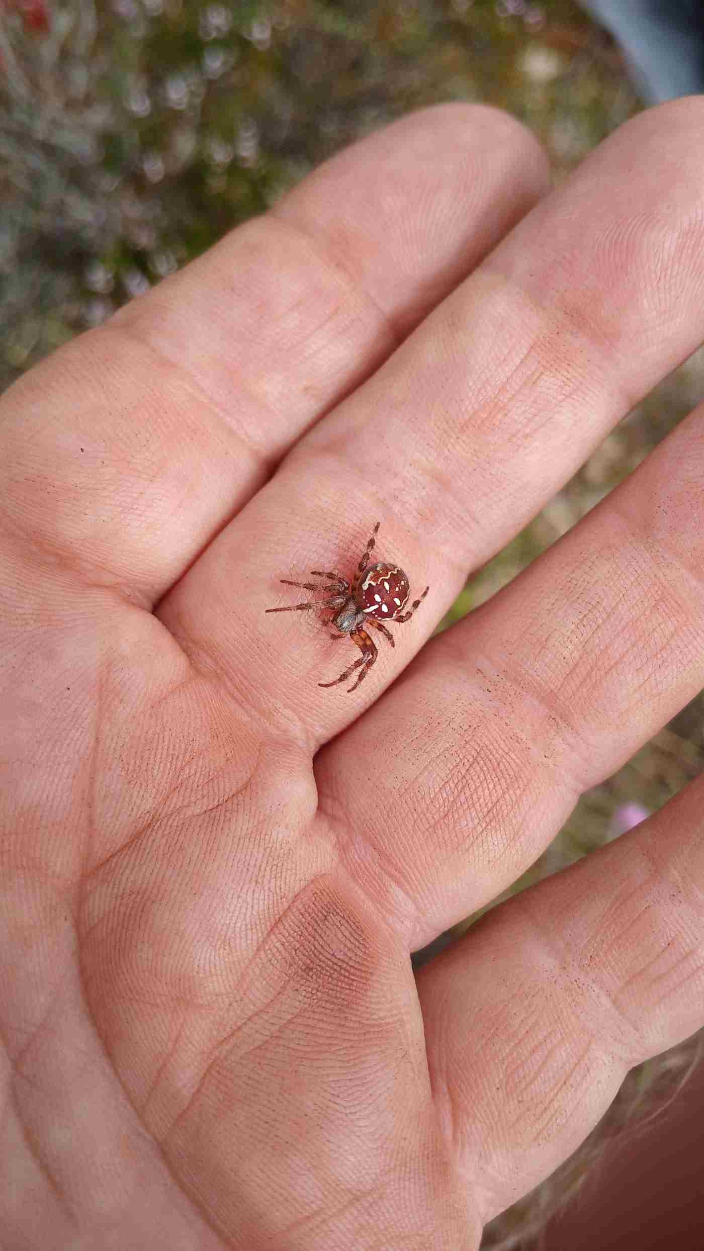 Fig 2 4-spotted weaver Araneus quadratus. Photo Michelle Farrell