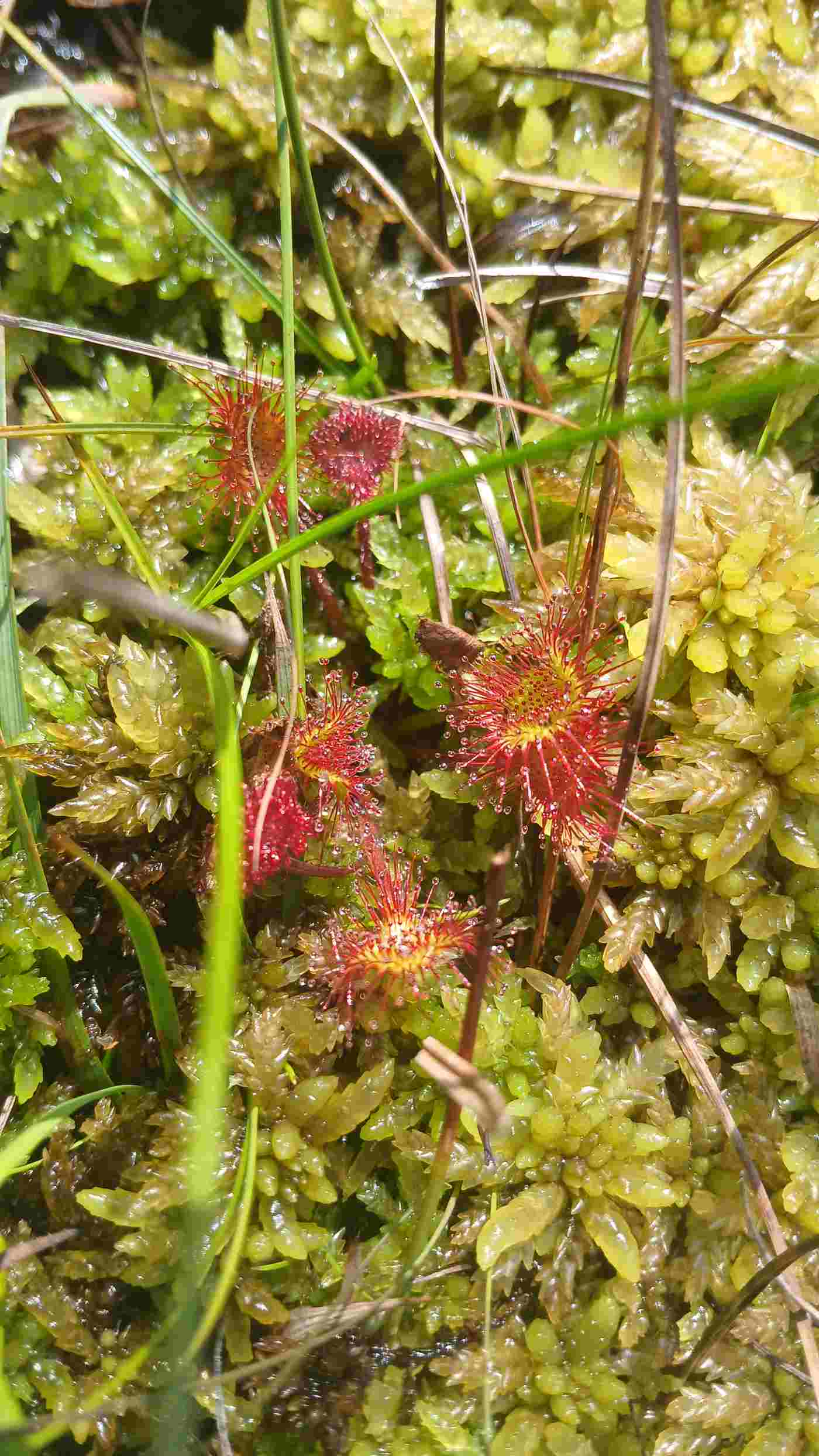 Fig 3 Drosera rotundifolia. Round-leaved sundew. Photo Michelle Farrell