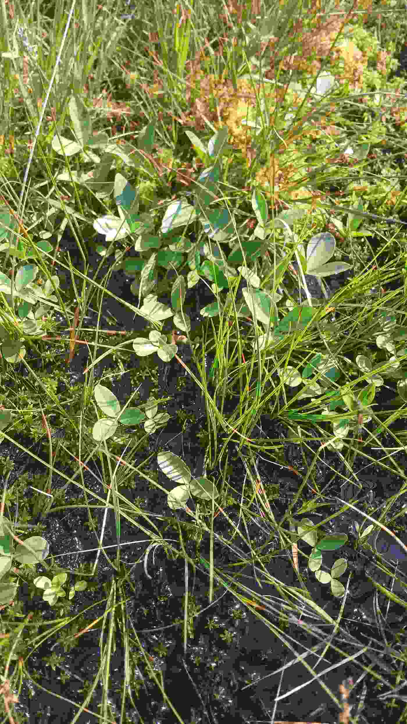 Fig 4 Menyanthes trifoliata (bog bean). Photo Michelle Farrell