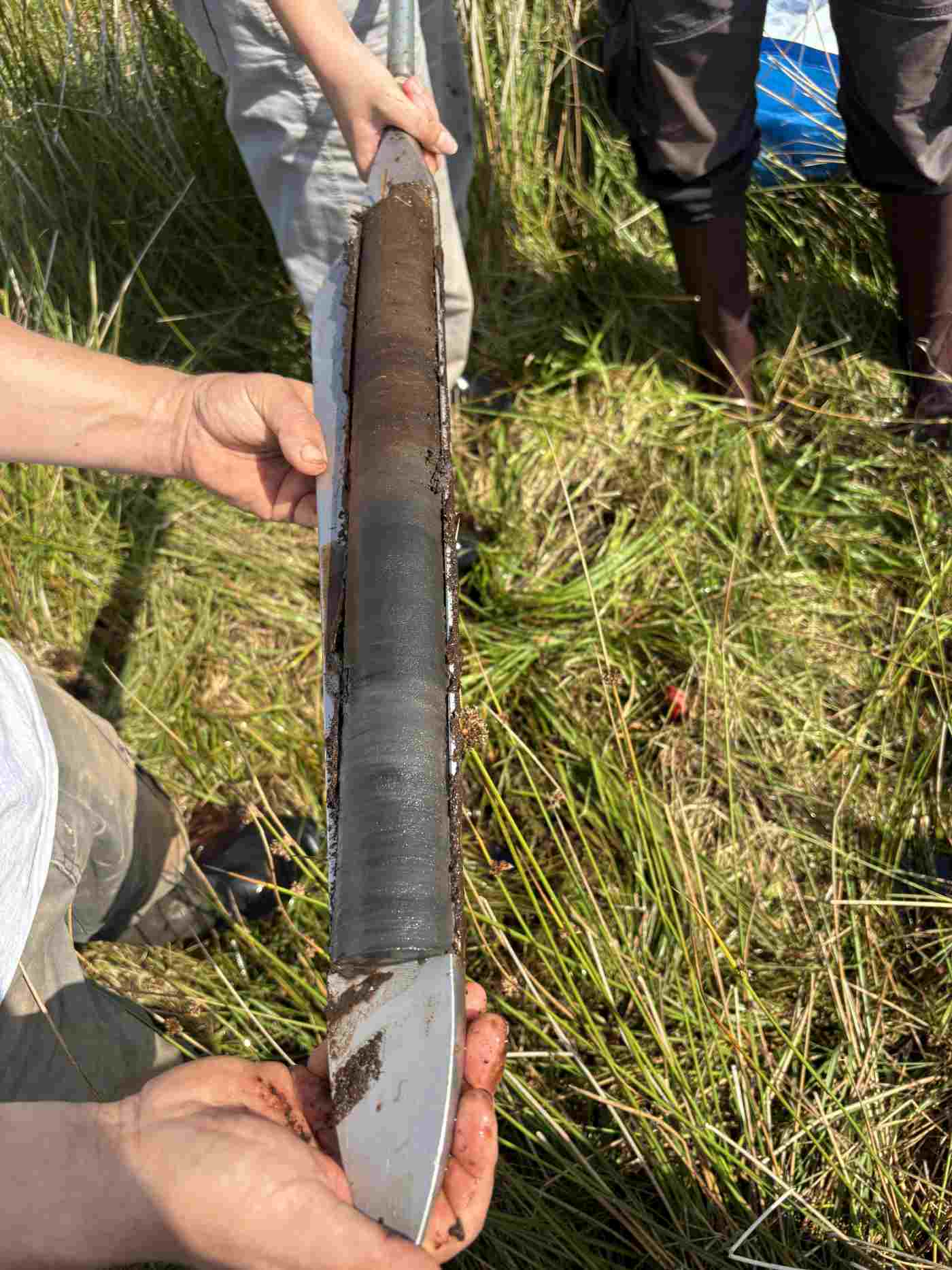 Fig 5 Peat core from Dumadoon Bog, showing lake deposits at the base and peats above. Photo Michelle Farrell