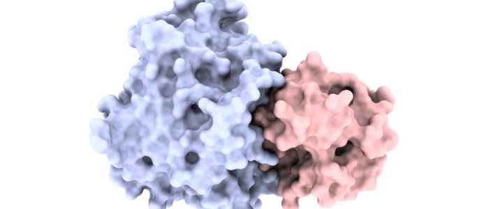 3D molecular structure showing two interacting protein-like surfaces, one shaded in light blue and the other in pale pink, with a smooth, blob-like texture.
