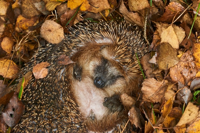 A hedgehog hibernating amongst autumn leaves