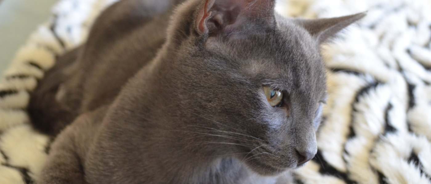 Luca the cat side profile