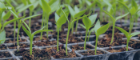 Seedlings in trays