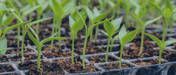 Seedlings in trays