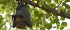Image of a vampire bat hanging from a branch with leaves in the background