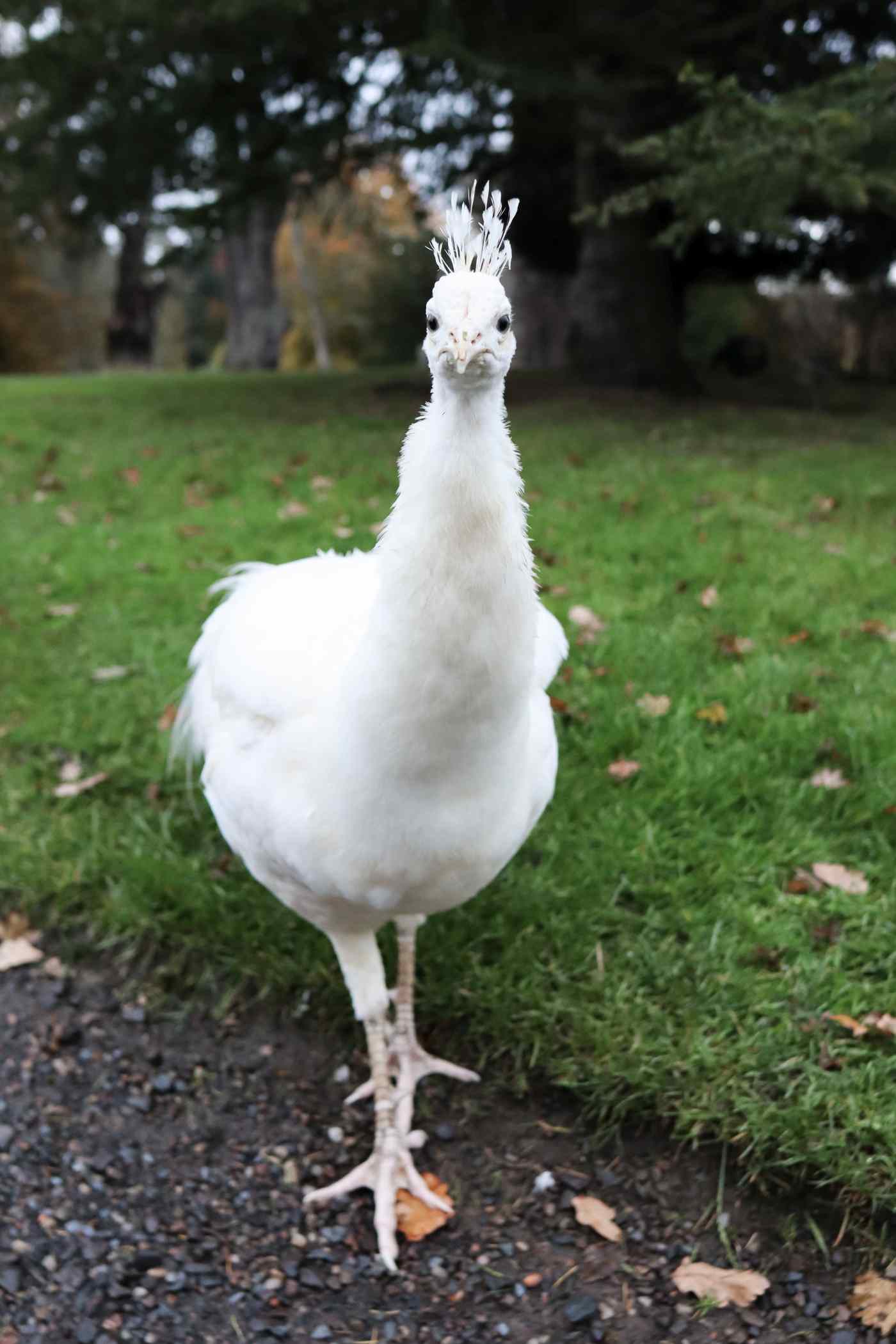 Alexander the Peacock (image credit: Gala Georgette)