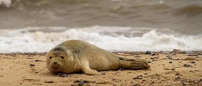 Image of a brown seal lying on a sandy beach with the sea in the background