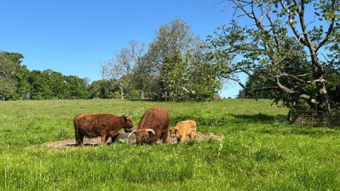 Highland cows in the nature
