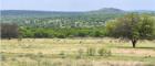 Landscape with hills in the background and a herd of antelope grazing on grassland between two large trees