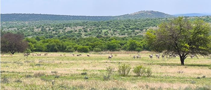 Landscape with hills in the background and a herd of antelope grazing on grassland between two large trees