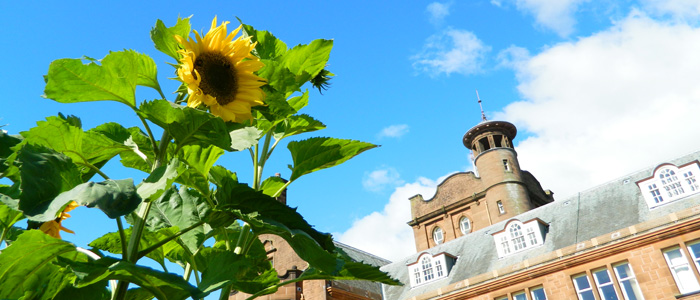 sunflower outside main building on Dumfries campus