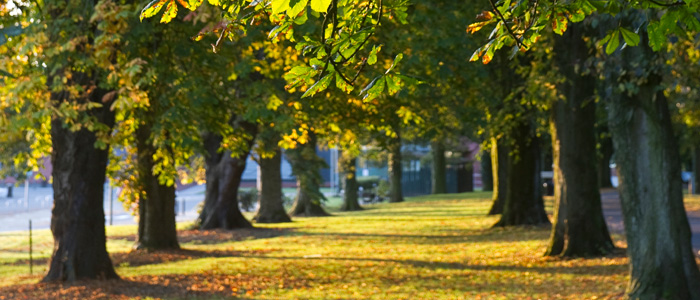 avenue of trees in autumn, Dumfries
