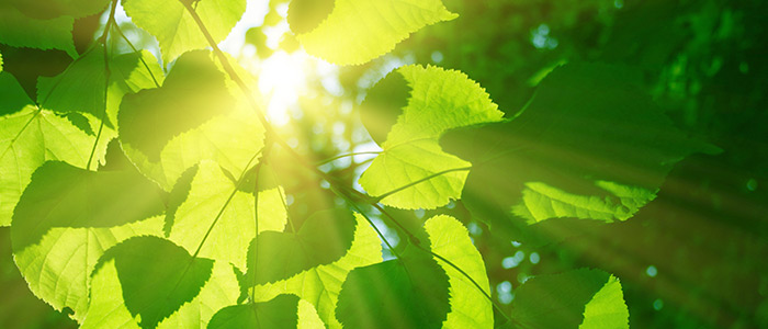 Leaves in sunlight