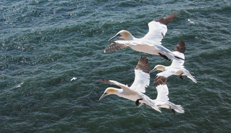 Northern gannets, copyright Jana Jeglinski