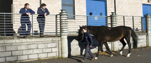 Weipers Centre Equine Hospital