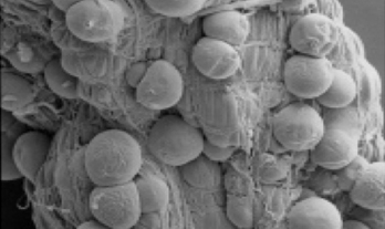 2- Vector-pathogen interactions - tile