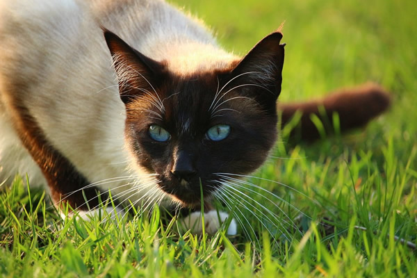 Siamese cat in the grass