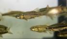 Minnow