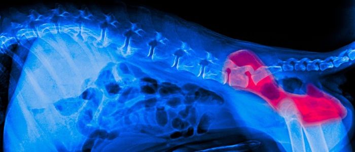 Close up of an x-ray of a dog