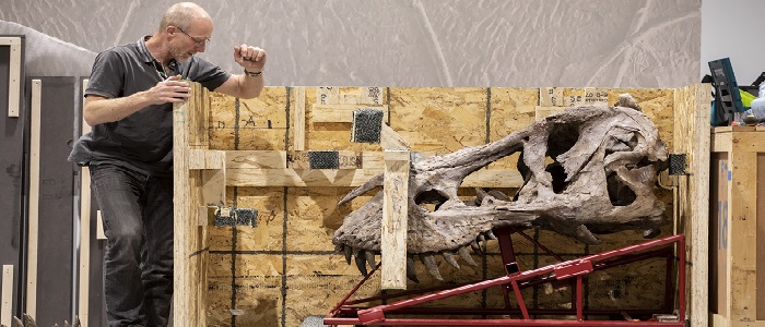 Trix the T.rex arrival - Fred and Skeleton  700 x 300