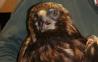 Eagle3