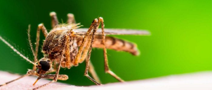 mosquito close-up