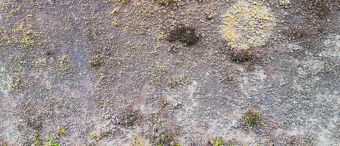Lichen growing on stone