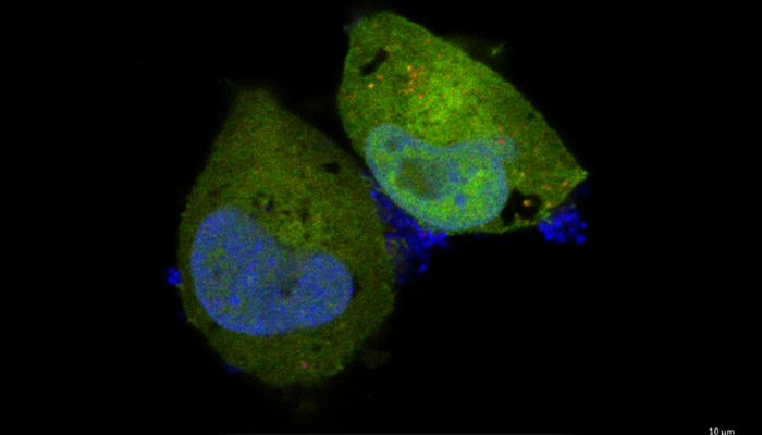 A pic for Neuroscience tile 