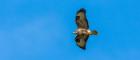 Hawk in flight